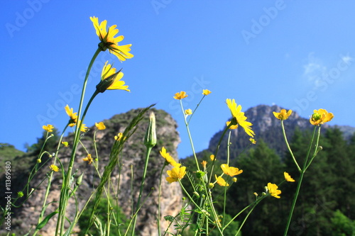 Wildblüten auf Berwiese in den Alpen, Piemont, Italien photo