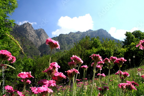 Wildblüten auf Berwiese in den Alpen, Piemont, Seealpen
