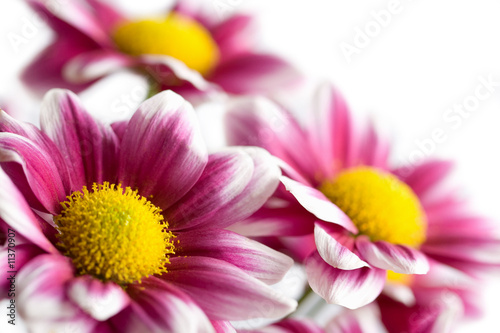 colorful daisies isolated