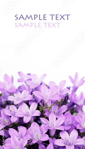 lovely purple flowers against white background