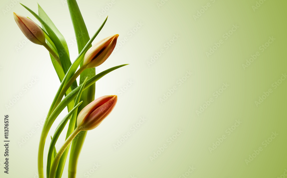 Fototapeta premium Kolorowe tulipany