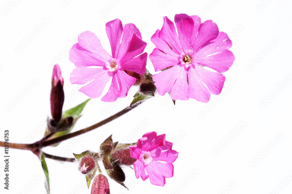 Obraz premium lovely purple flowers and leaves against white background