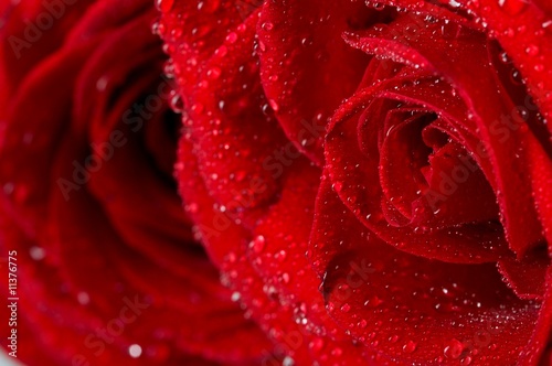 Fototapeta Naklejka Na Ścianę i Meble -  Macro image of dark red rose with water droplets.