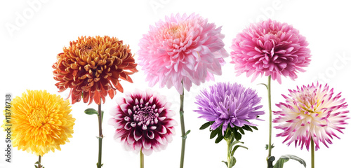 Fototapeta Naklejka Na Ścianę i Meble -  Set of dahlia flowers