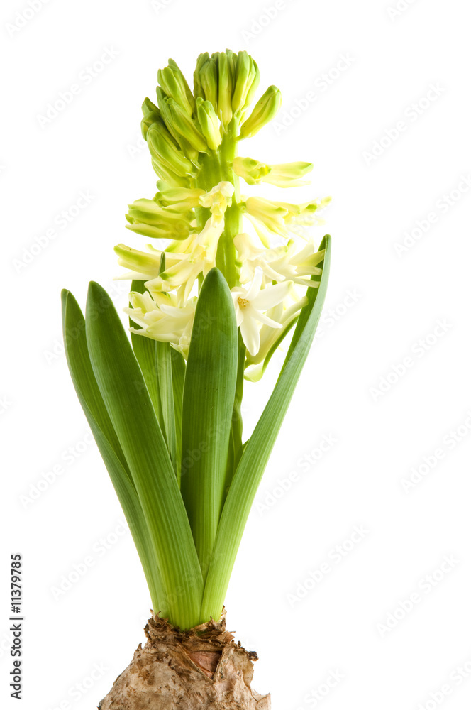 Obraz premium White Hyacinth