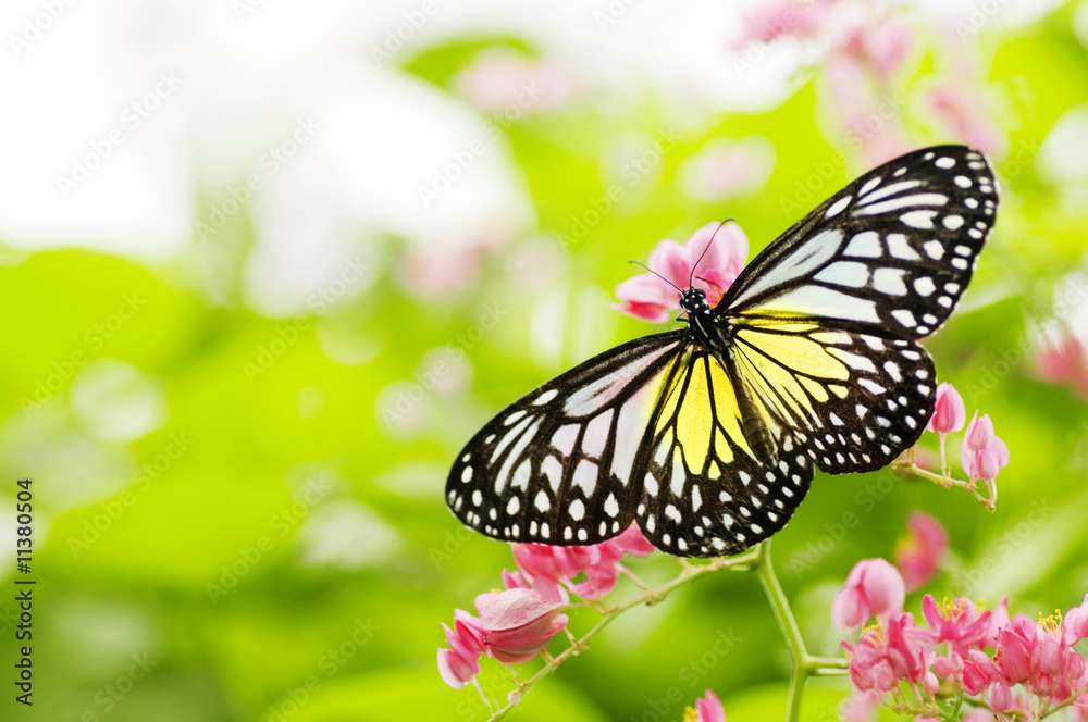 Naklejka premium motyl karmiący kwiat