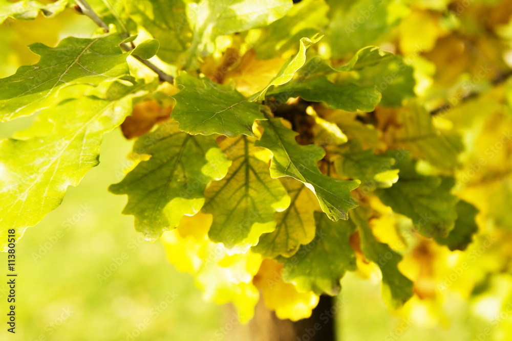 Oak leaves Oak leaves