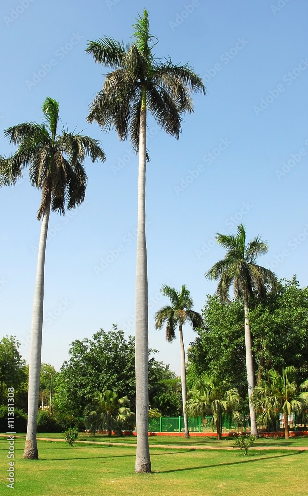 Palm trees in a garden