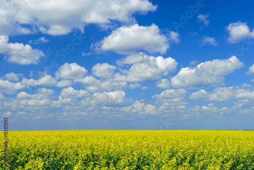 Canola Field Sky