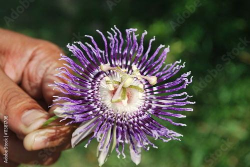 American Rose