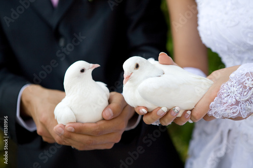two white pigeons