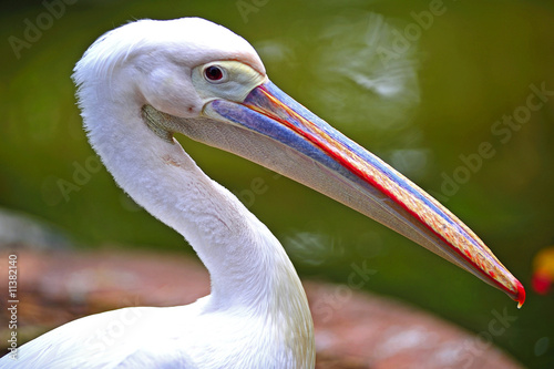 Australian pelican photo