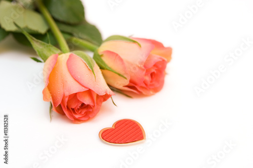 roses isolated on white. space for text