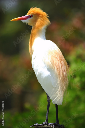 Obraz na plátně cattle egret