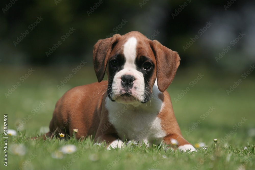 Mignon petit chiot Boxer sur la pelouse Stock Photo | Adobe Stock