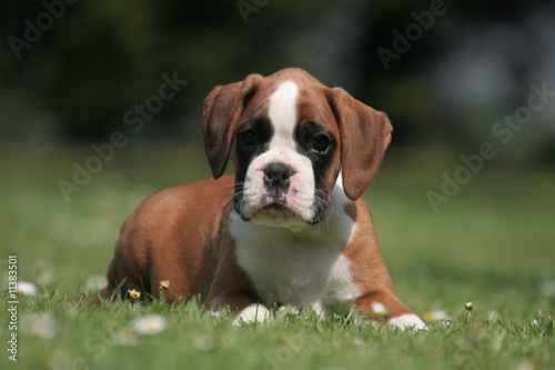 Obraz na płótnie Mignon petit chiot Boxer sur la pelouse w salonie