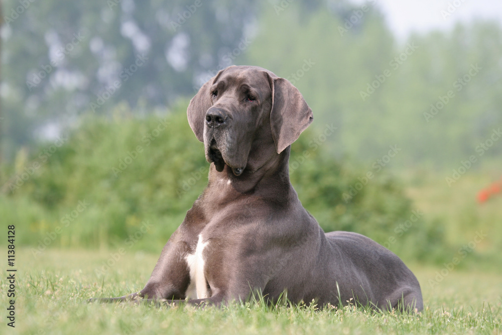 le repos pour un grand et puissant dogue allemand le repos pour un grand et puissant dogue allemand