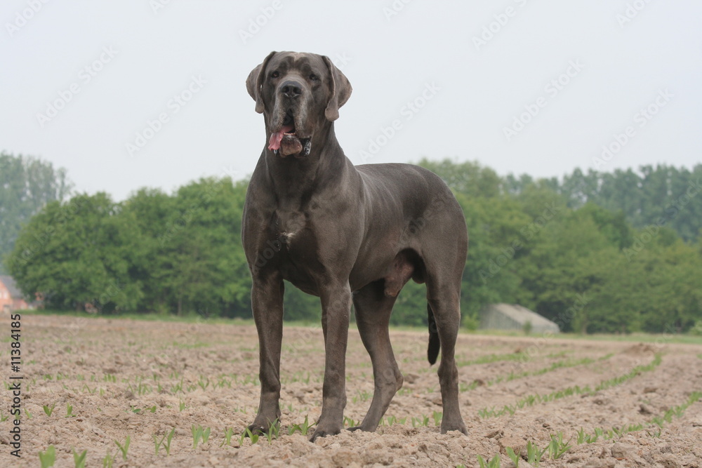 le grand et puissant dogue allemand