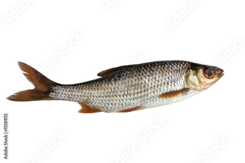 isolated roach fish