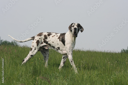 le noble dogue allemand arlequin à la campagne