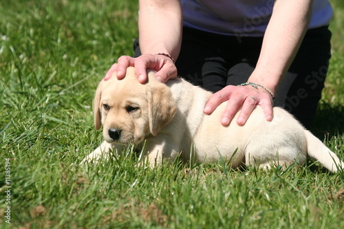 Labrador chiot en soumission photo