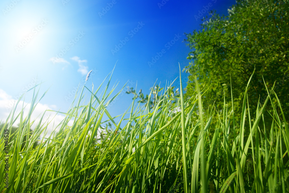 Fototapeta premium grass and sun