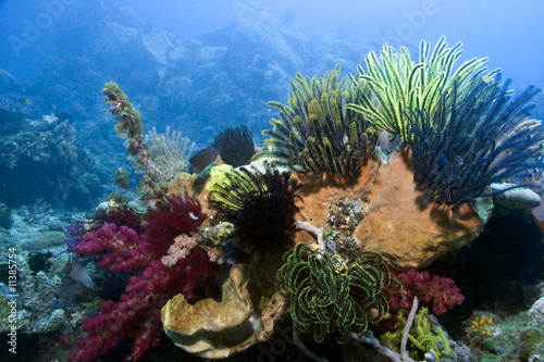 Indonesian coral reef