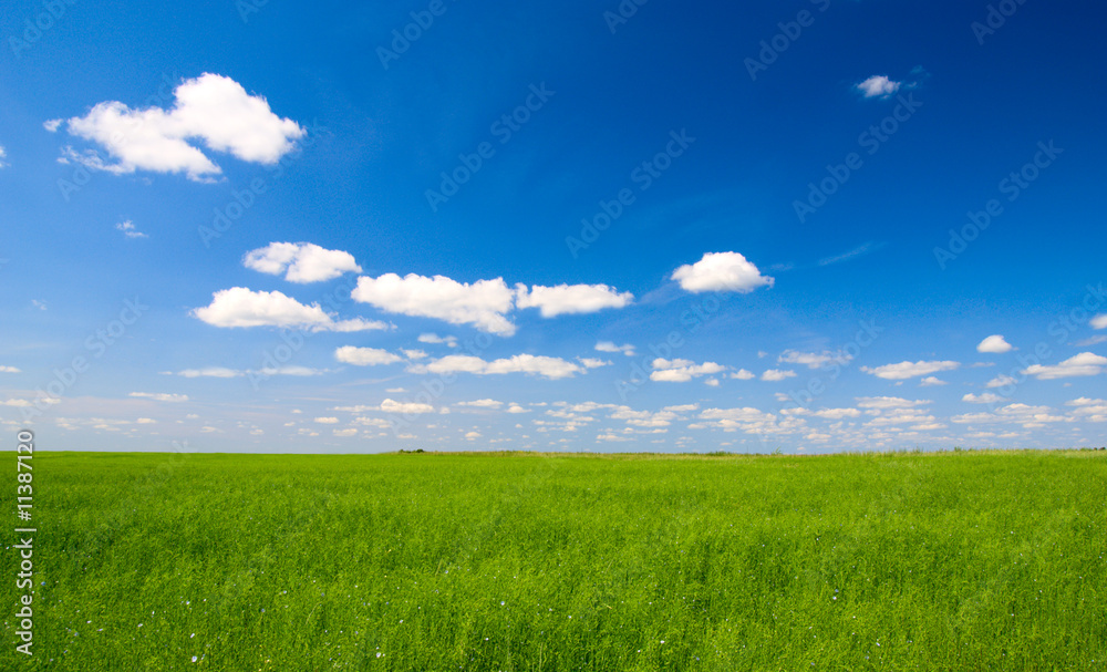 field of green flax and sun