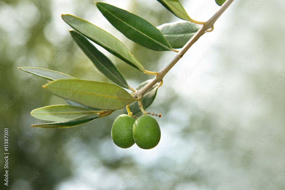 olive verdi olive verdi