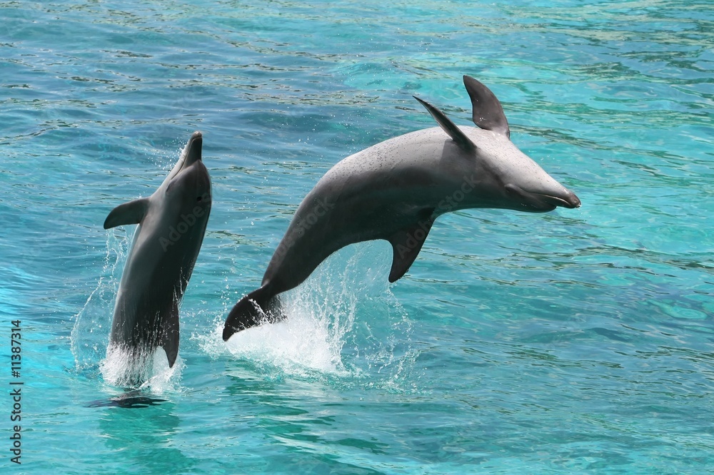 Obraz premium Dolphin Jump