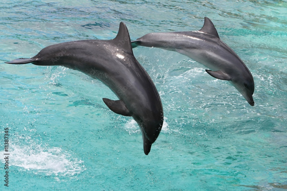 Fototapeta premium Dolphins Jumping