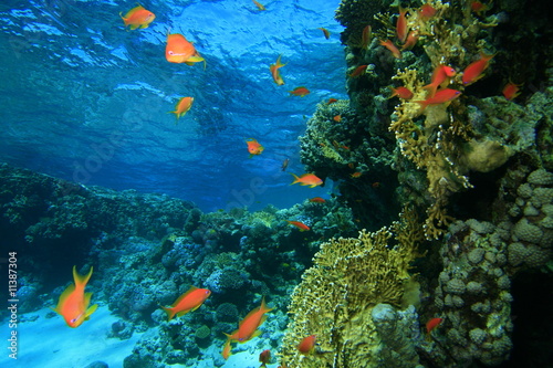 Fototapeta Naklejka Na Ścianę i Meble -  Coral Lagoon