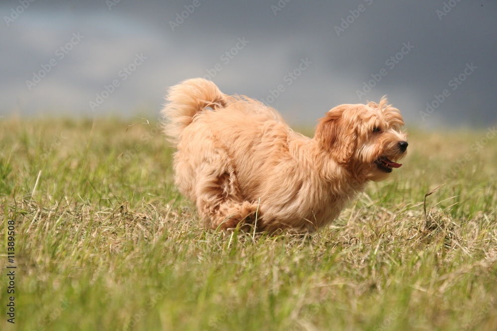 le bichon havanais et son derrière surelevé le bichon havanais et son derrière surelevé