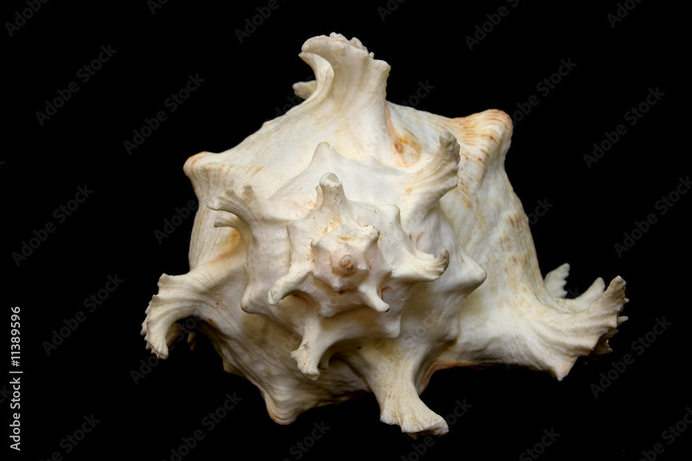 An isolated conch seashell over black. An isolated conch seashell over black.