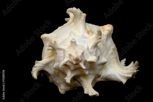 An isolated conch seashell over black.