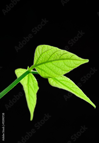 Young leaf