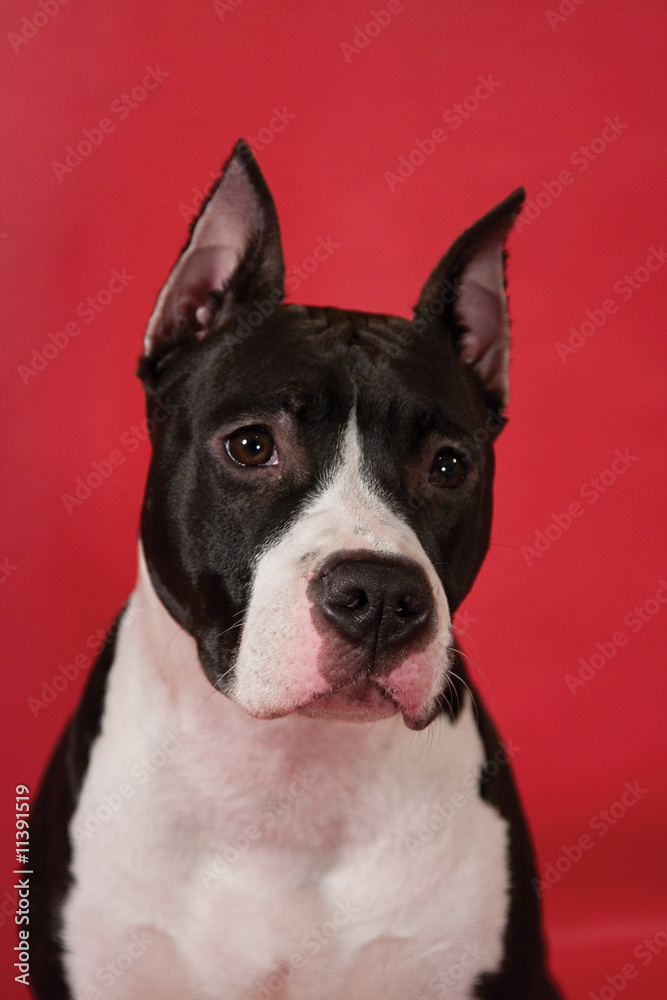 Portrait of staffordshire terrier on red background