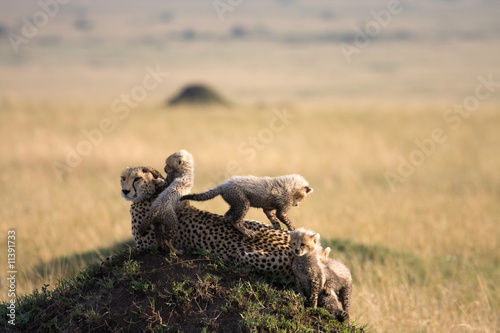 cheetah with 5 cubs