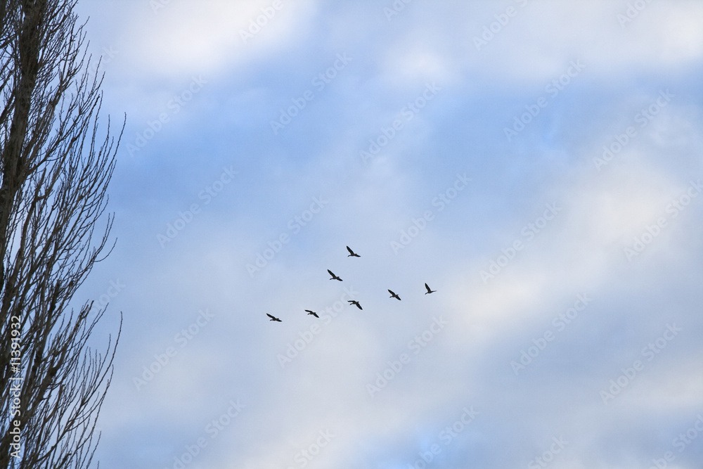 Birds in the Sky