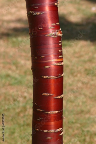 Cherry bark