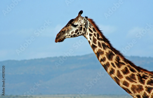 Afrikanische Giraffe, Masai Mara © wiw