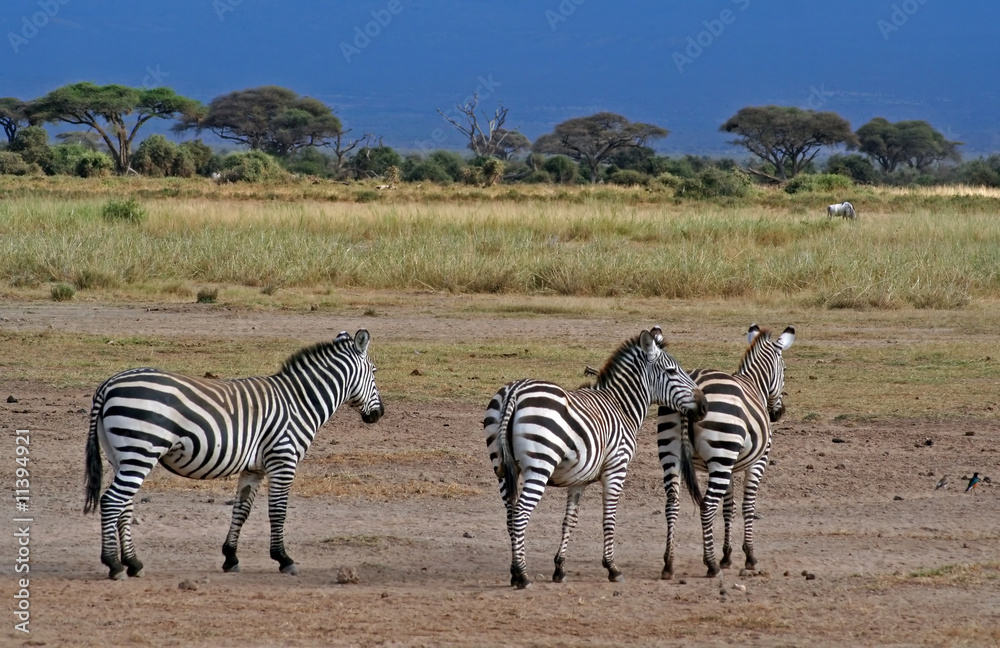 Zebras im Amboseli-Nationalpark in Kenia Zebras im Amboseli-Nationalpark in Kenia