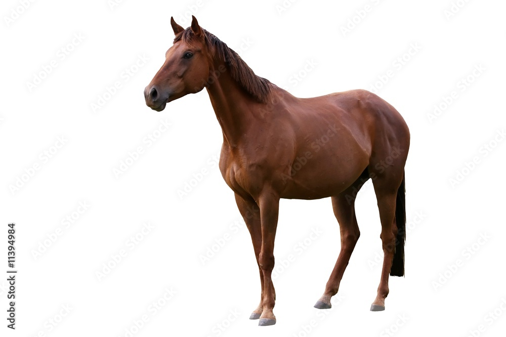Fototapeta premium Brązowy koń na białym tle