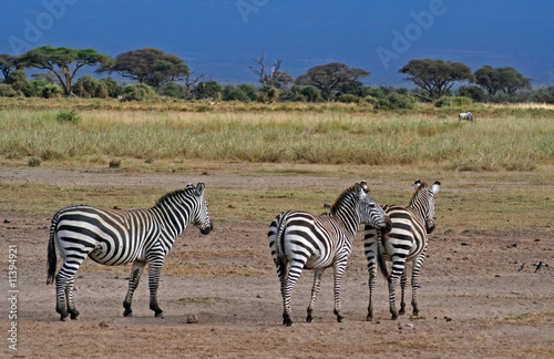 Zebras im Amboseli-Nationalpark in Kenia