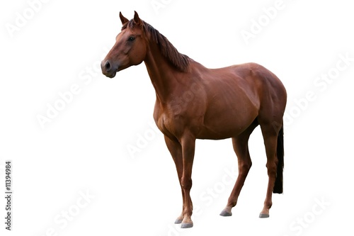 Brown Horse Isolated on White