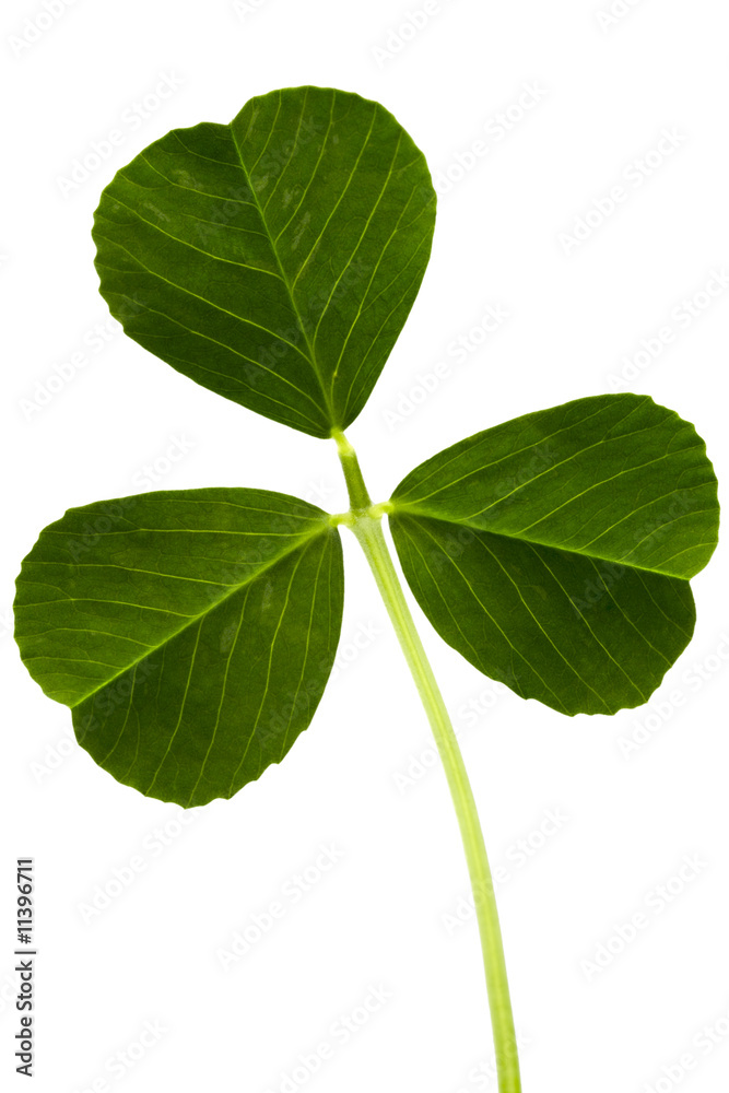 clover clover