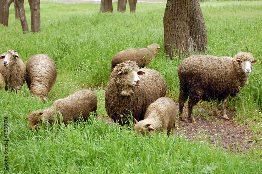 Obraz premium Fields of grass and sheeps in forest, Ukraine