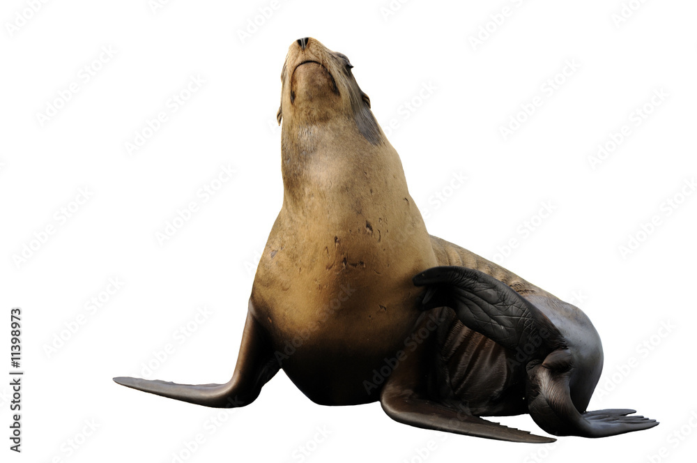Fototapeta premium Steller sea lion having a scratch - isolated on white