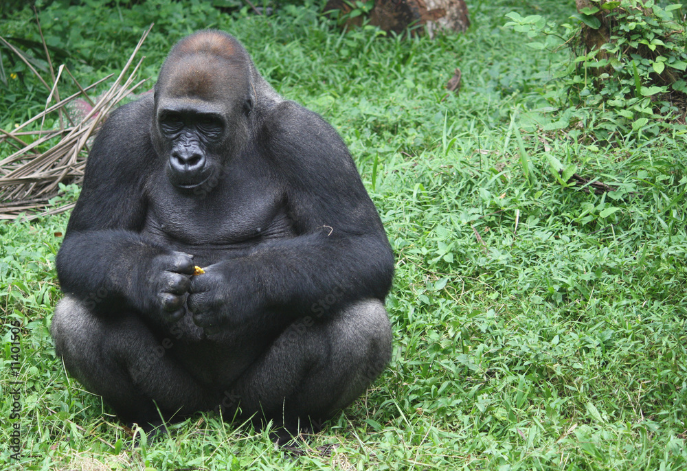 Gorilla Gorilla