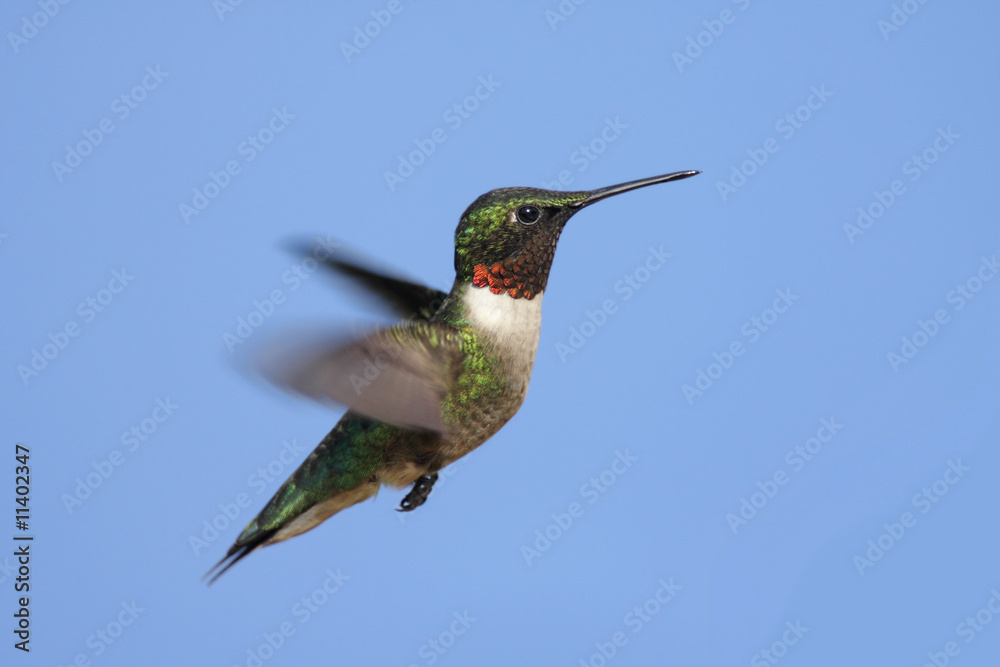 Fototapeta premium Male Ruby-throated Hummingbird